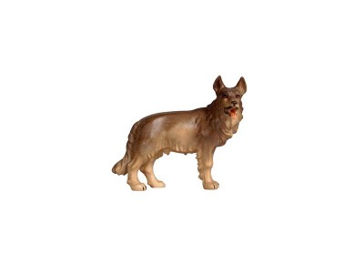 Schäferhund color, KO